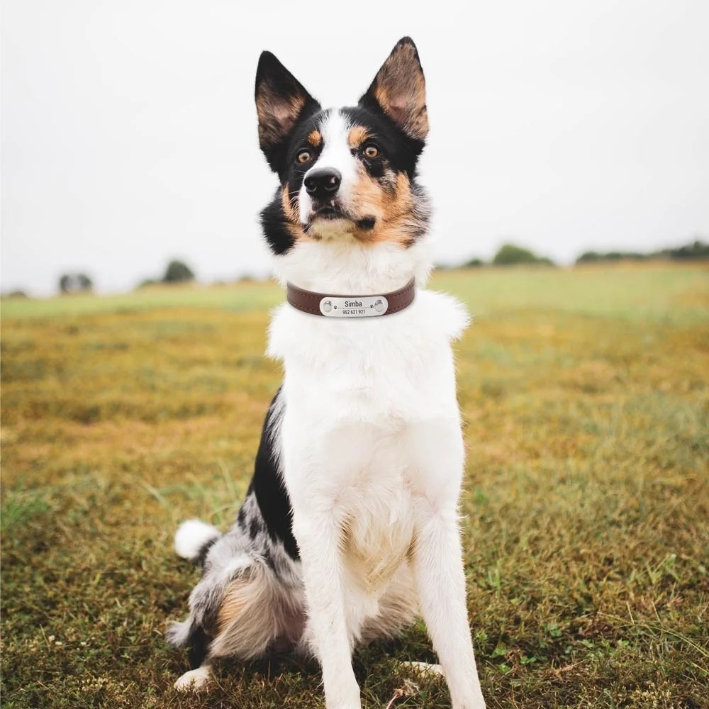 Coleira Personalizada para Cães e Gatos, com Nome e ID, Antiperda, em Couro PU